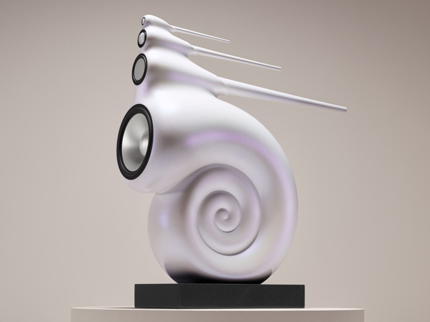 White Nautilus with beige background